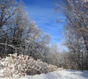 Погода в Туле 30 января: оттепель с небольшим снегом