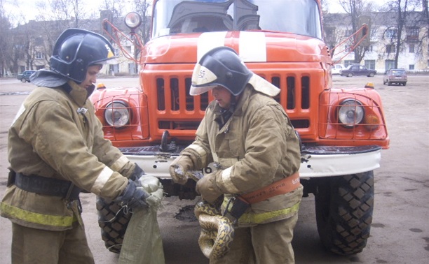 В Кимовске нашли двухметровую змею