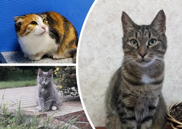 В Туле пройдет выставка-пристройство кошек и собак «Машина добра»