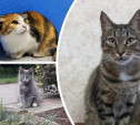 В Туле пройдет выставка-пристройство кошек и собак «Машина добра»
