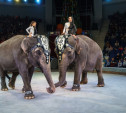 Успейте посетить новогоднее «Шоу слонов» в Туле