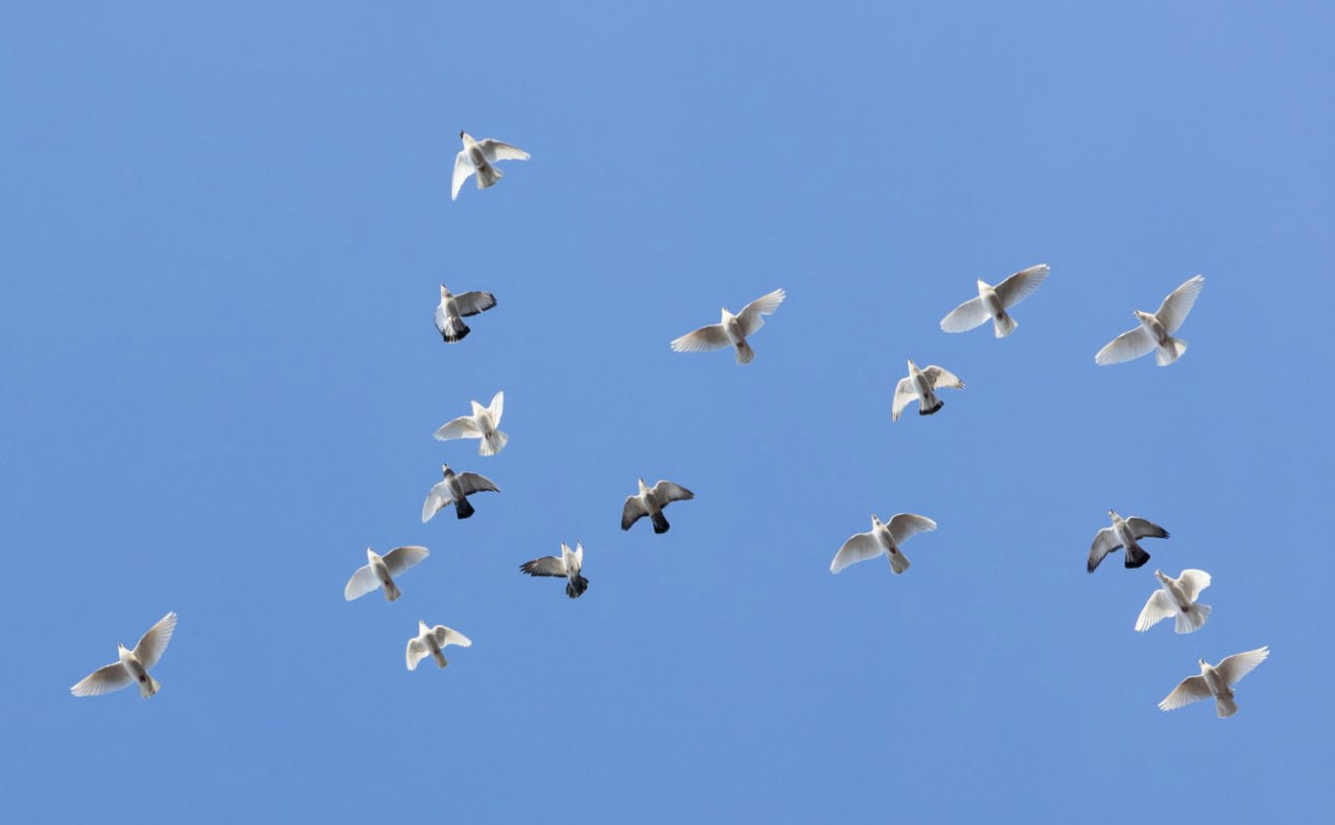 Погода в Туле 21 марта: до 12 градусов тепла и без осадков