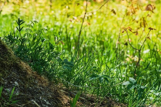 В Ефремовском районе фермер лишился 43 га сельхозземель 