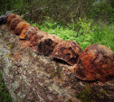 Под Смоленском найдены останки туляков, погибших в 1943 году