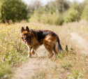 «Зоо Дача»: Собакам тоже нужен отпуск!