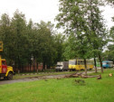 В Криволучье из-за урагана на трамвайные пути упало дерево