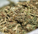 Туляк предстанет перед судом за хранение 719 граммов марихуаны 