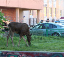 По детской площадке в Пролетарском районе гулял лось