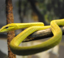 Тульский экзотариум приглашает всех желающих подружиться со змеями