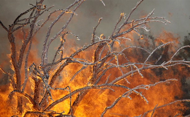 В лесах Тульской области объявлен пожароопасный период