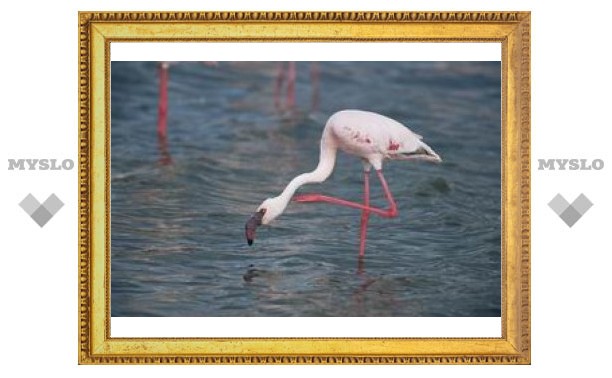 Ученые объяснили привычку фламинго стоять на одной ноге