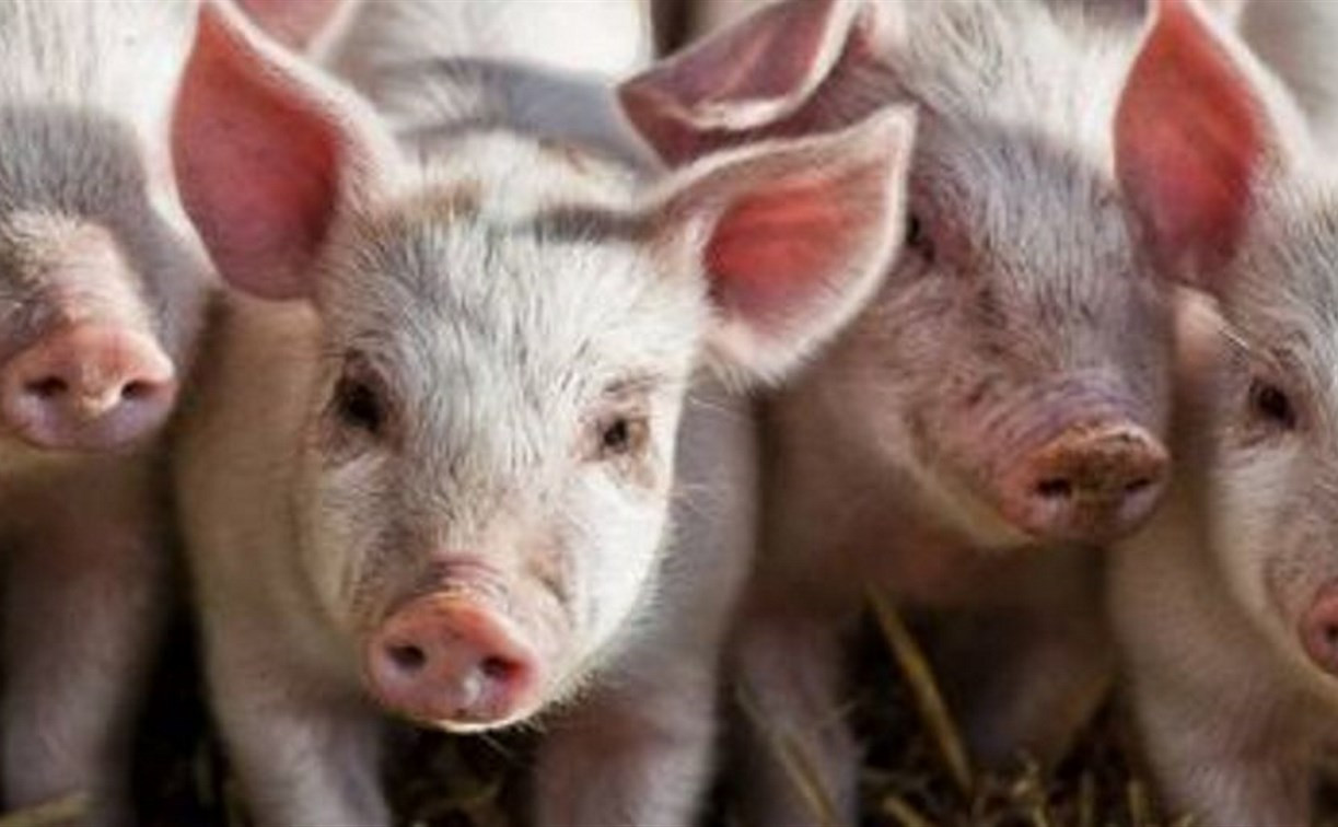 Суд запретил разводить свиней в Белевском психоневрологическом интернате