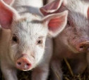 Суд запретил разводить свиней в Белевском психоневрологическом интернате