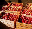 Туляк-торговец яблоками под Смоленском попытался подкупить полицейского