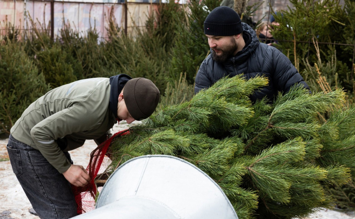 Ёлочные базары откроются в Туле 20 декабря