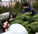 Ёлочные базары откроются в Туле 20 декабря