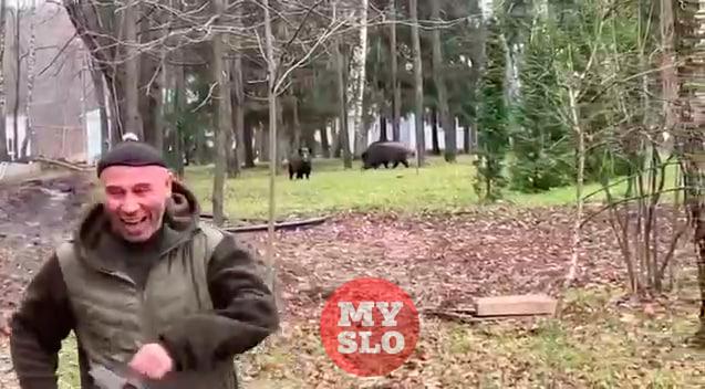 Дикие кабаны забрели на территорию администрации музея «Ясная Поляна»