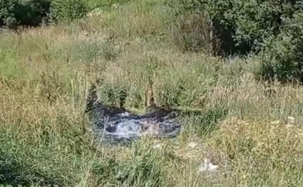 В деревне Ясная Поляна из-за водителя-лихача осушается пруд Полторы