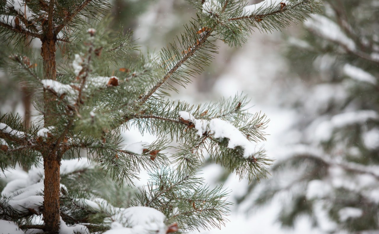 Погода в Туле 24 января: облачно и до -18 градусов