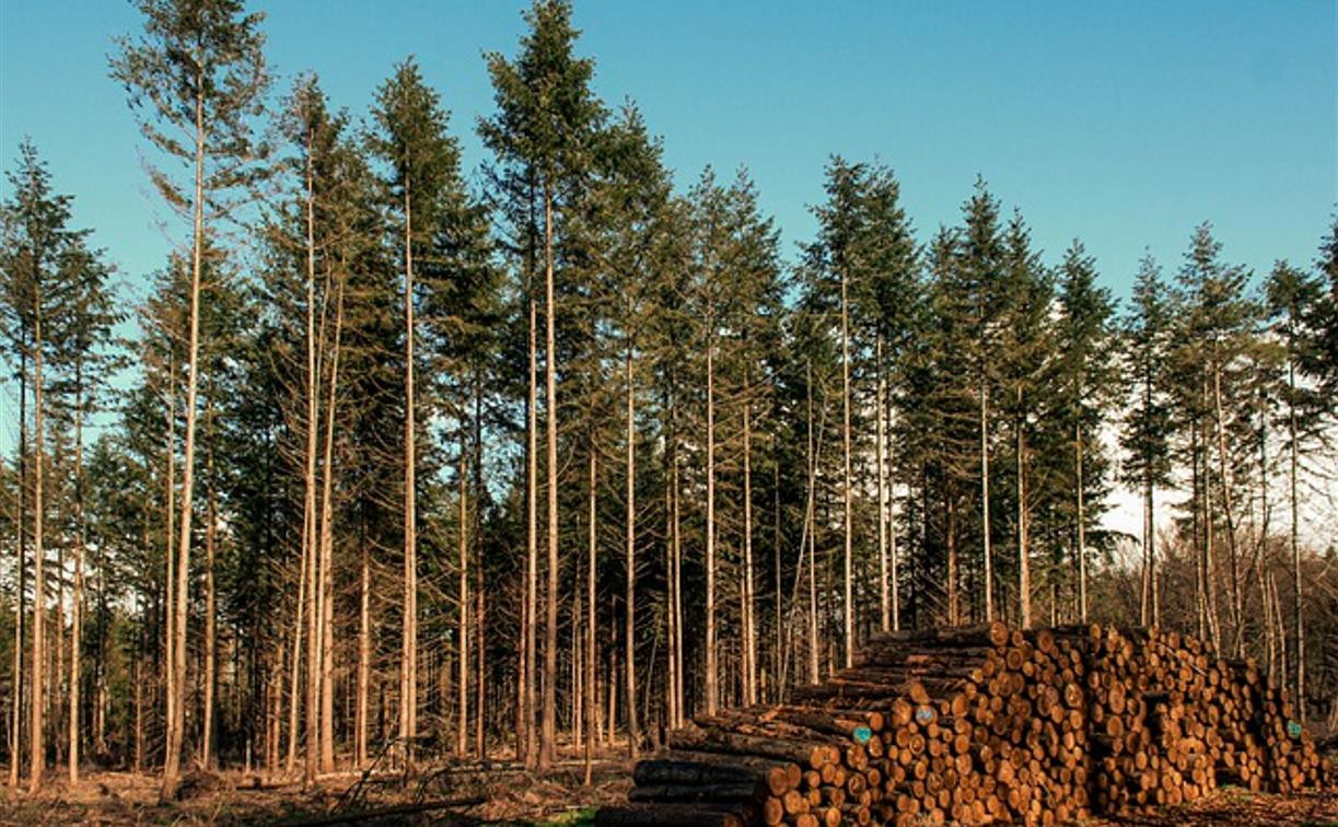 В Тульской области депутаты незаконно разрешили вырубать лес под застройку