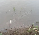 В Упе возле Барсуков плавает дохлая рыба