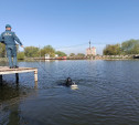 Что нашли водолазы на дне пруда в Центральном парке