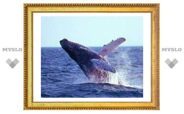 19 февраля: Всемирный день китов