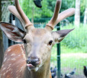 Центральный парк Тулы объявил о сборе желудей для оленей