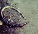 На улице в Туле нашли змею