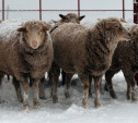 В Тульской области фермеры выращивают редких овец на мраморное мясо