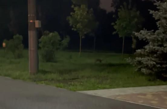 В Центральном парке засняли зайца: видео