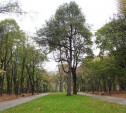 В Рогожинском парке обнаружили гранату времён Великой Отечественной войны