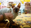 Выставка кошек в Туле: в каких условиях живут питомцы