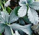 Гидрометцентр: в Туле сегодня ожидается первый снег