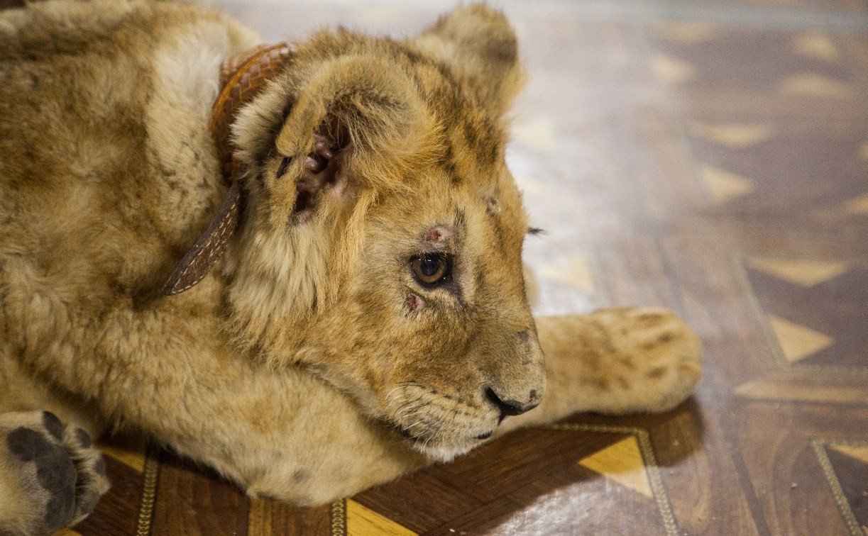 Зоозащитники: «В тульском контактном зоопарке мучают больного львенка!»