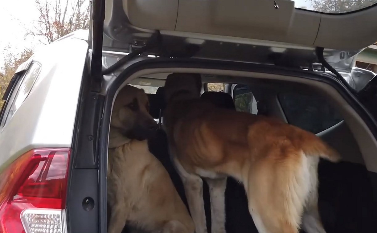 В Алексинском районе хозяин привязал собак к забору и на три месяца забыл про них