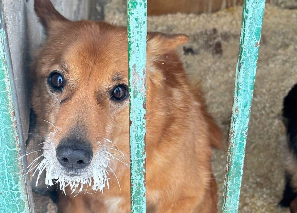 В тульском приюте «Любимец» замерзли трубы: животные остались без горячей еды и воды