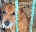 В тульском приюте «Любимец» замерзли трубы: животные остались без горячей еды и воды