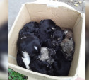 К тульскому приюту «Любимец» подкинули восемь крошечных щенков