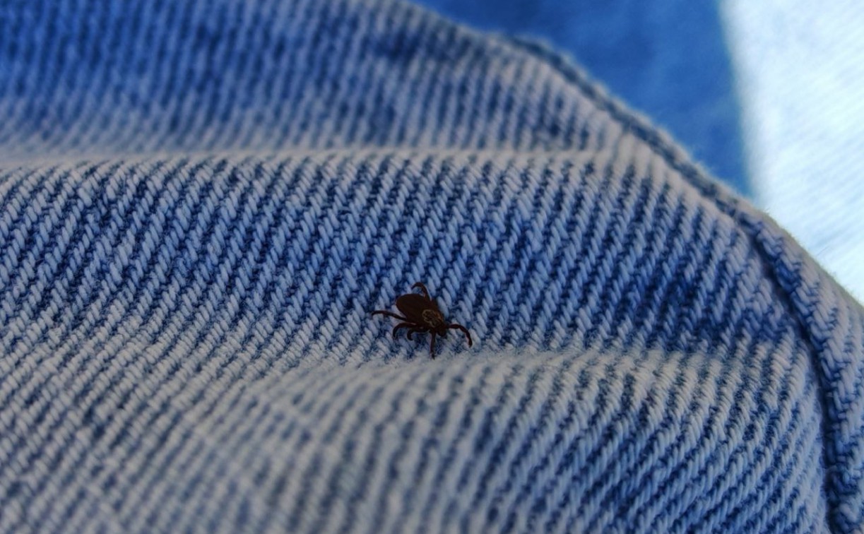 В Тульской области количество обращений на укусы клещей увеличилось на треть