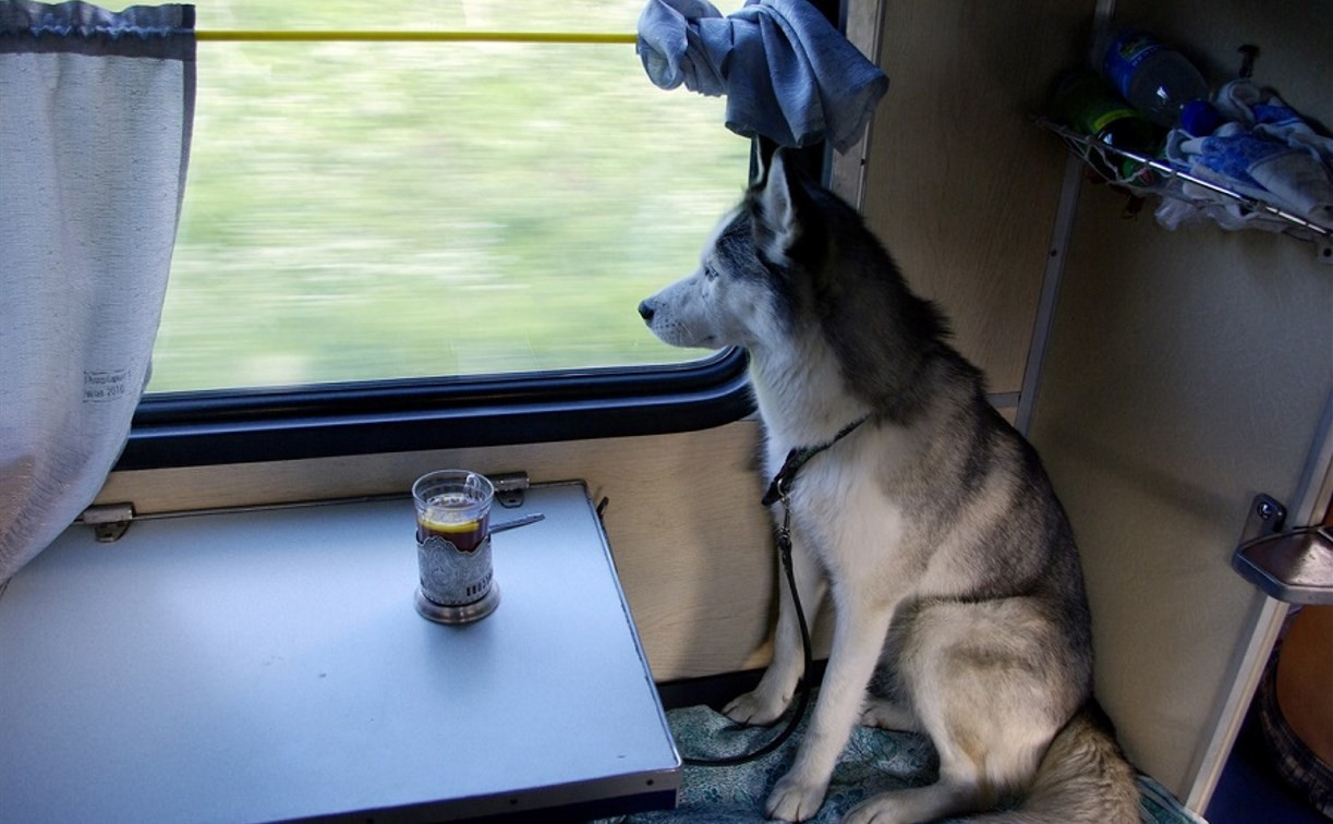 Россияне могут купить электронный билет на поезд для домашних животных