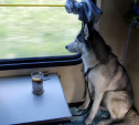 Россияне могут купить электронный билет на поезд для домашних животных