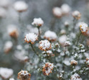 Погода в Туле 19 ноября: снег, ветер и до +1