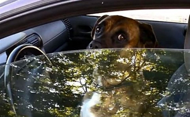 В Туле запертая в машине собака «вызывала хозяина», нажимая на клаксон 