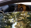 В Туле запертая в машине собака «вызывала хозяина», нажимая на клаксон 