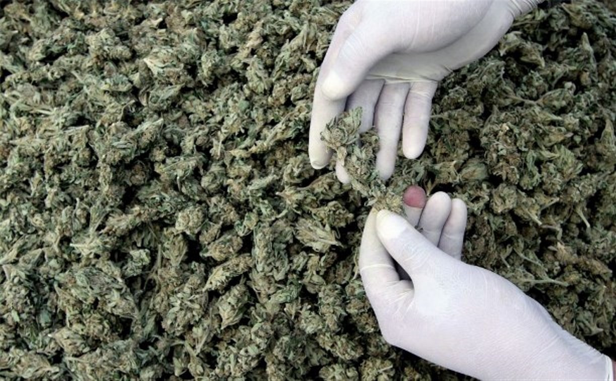Тульские полицейские изъяли рекордную партию марихуаны