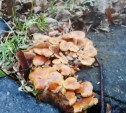 В Тульской области в конце декабря начали расти грибы
