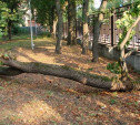 В ЦПКиО имени Белоусова упавшее дерево придавило случайных прохожих