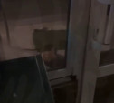 Крыса украла лепешку из павильона с шаурмой  в Туле – видео