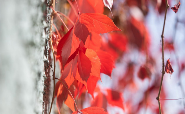 Погода в Туле 9 ноября: умеренный ветер и до +10 градусов